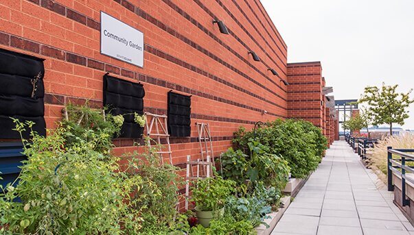 Roof top garden with plans along a walkway with natural grasses